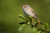 Clay Colored Sparrow