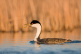 Western Grebe