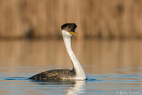 Western Grebe