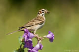 Lark Sparrow