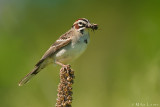 Lark sparrow with cricket