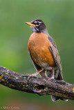American Robin