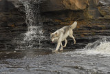 Wolf down the falls