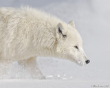 Arctic wolf on snif