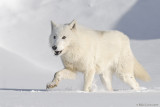 Arctic Wolf prancing