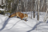 Fox in the woods