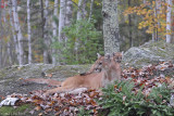 Cougar pair in woods