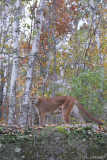 Cougar in birch fall scene