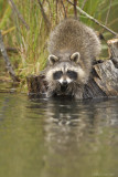 Racoon at water level