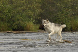 Wolf river sprint