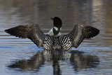Loon spread out wide