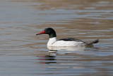 Common merganser (drake)