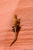 Lizard in Antelope canyon