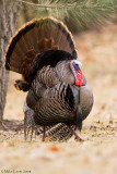 Turkey (tom) struttin