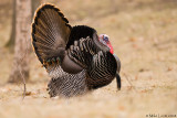 Turkey strutter