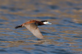 Ruddy duck in flight