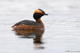 Horned Grebe