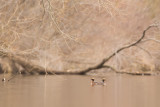 Horned Grebes in their safe haven