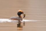 Horned Grebe with sunfish