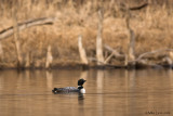 Loon in woodsy element