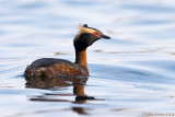 Horned Grebe