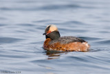 Horned Grebe