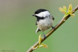 Chickadee