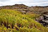 West coast vegetation