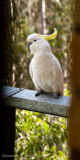 Cockatoo visit