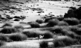 Wallaby jump