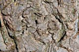 Bark map