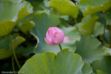 Lotus flowers -2