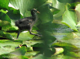 Gallinule immature - Juvenile Common Moorhen