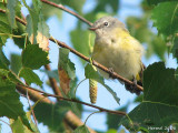 Paruline flamboyante immature - Juvenile American Redstart