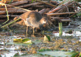 Gallinule immature - Juvenile Common Moorhen