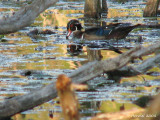 Canard branchu - Wood Duck