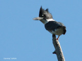 Martin-Pcheur - Belted Kingfisher