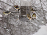 Chardonneret jaune - American Goldfinch