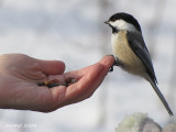 Msange  tte noire - Black-capped Chickadee