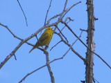 Paruline jaune -Yellow Warbler