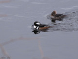 Harle couronn - Hooded Merganser