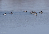 Fuligule  collier - Ring-necked Duck