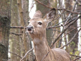 Chevreuil(Cerf de Virginie) - Deer