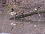 Canard Colvert - Harle couronn - Mallard, Hooded Merganser