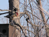 Canard branchu -  Wood Duck