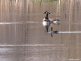 Bernache/Gallinule - Goose/Moorhen