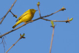 Paruline jaune -Yellow Warbler