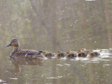 Canard colvert - Mallard