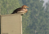 Harle couronn - Hooded Merganser