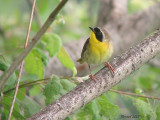 Paruline masque - Common Yellowthroat